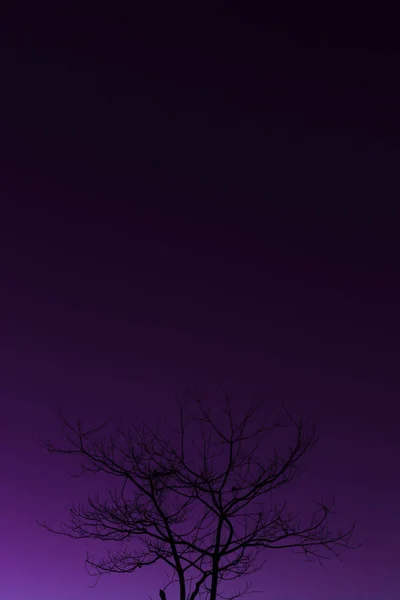 Silhouette eines trockenen Baumes bei Sonnenuntergang. — Stockfoto