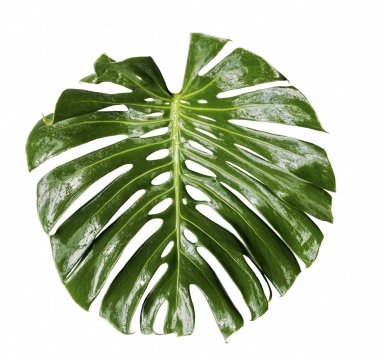 Istiz monstera bir whit izole büyük bir tropikal orman