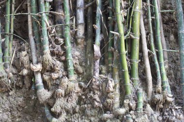 Kök bambu kökleri yeraltı.