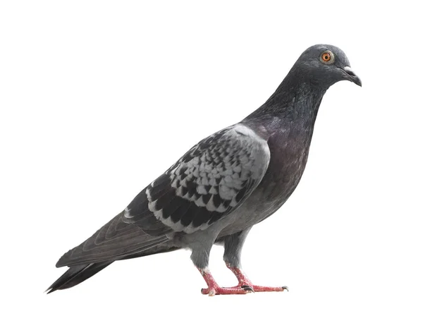 Feral Pigeon isolated on white. — Stock Photo, Image