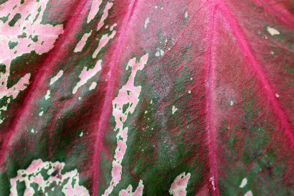 Caladium bicolor beautiful background. — Stock Photo, Image