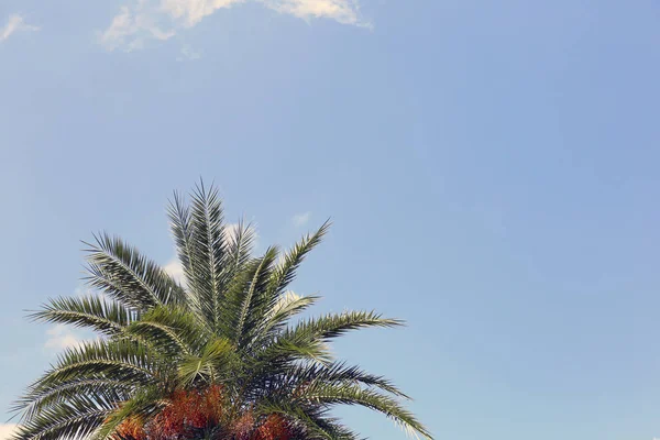 Пальми і чисте небо фону . — стокове фото