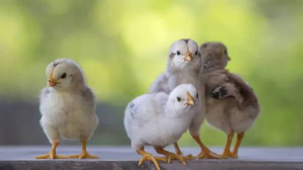 4 yellow baby chicks on wood floor behind natural blurred backgr — Stock Photo, Image