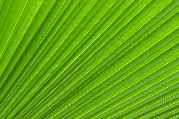 Sugar palm leaf texture, abstract background Stock Photo