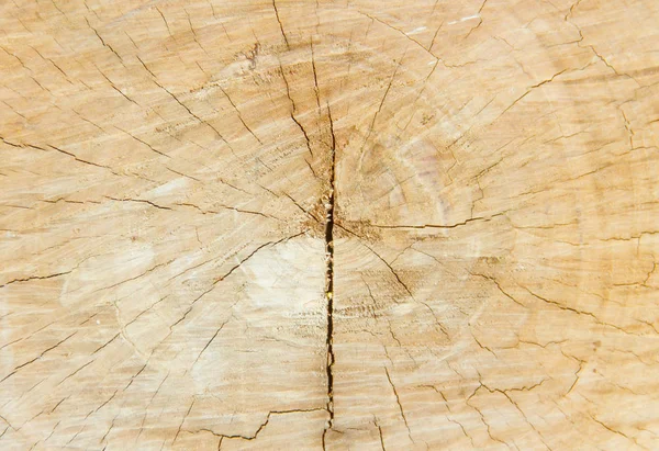 Wood texture of cut tree trunk, close-up — Stock Photo, Image