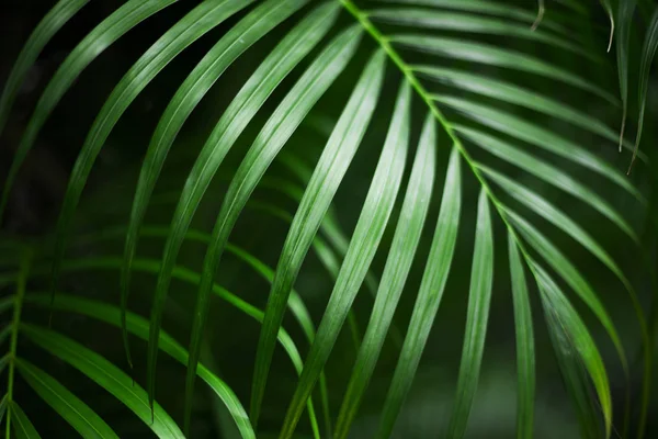 Тропічний лист долоні, темно-зелений фон — стокове фото