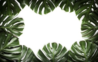 Monstera, beyaz arka plan üzerinde tropikal bir bitki.