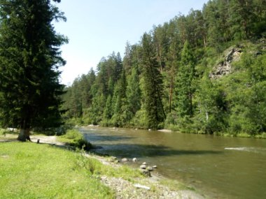 Gökyüzü ve ağaç sayan                                           