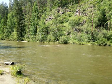 Gökyüzü ve ağaç sayan                                           