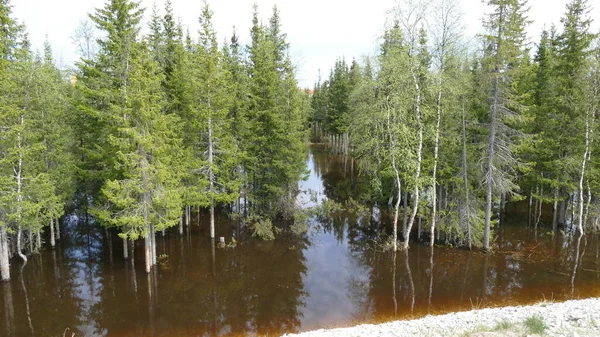 Bos Tijdens Lenteoverstroming — Stockfoto