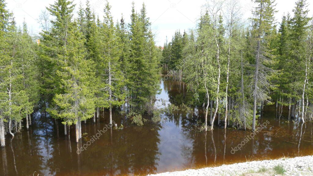 forest during the spring flood
