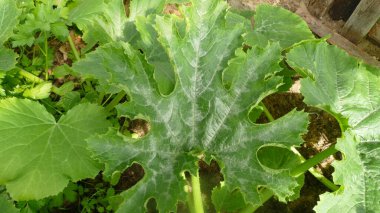 Serada kabak filizleri