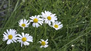 Papatya çiçekleri rüzgarda eğilir