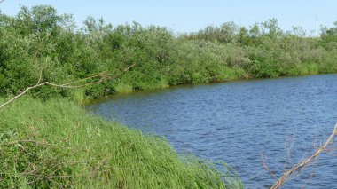 Yazın güneşli bir günde nehir kıyısında