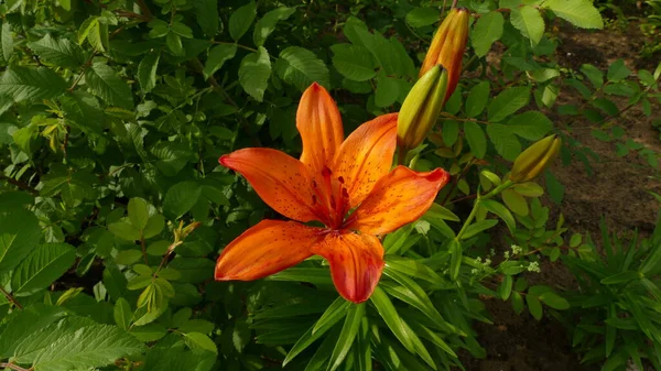 夏の庭の花 — ストック写真