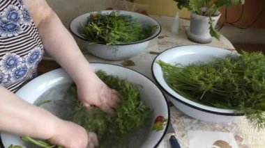 Aşçı taze dereotundan hazırlıklar yapar.