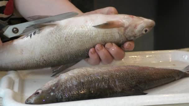 生の魚を包丁できれいにする — ストック動画