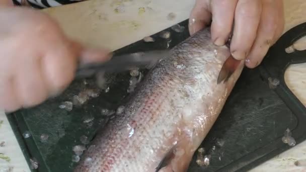 生の魚を包丁できれいにする — ストック動画