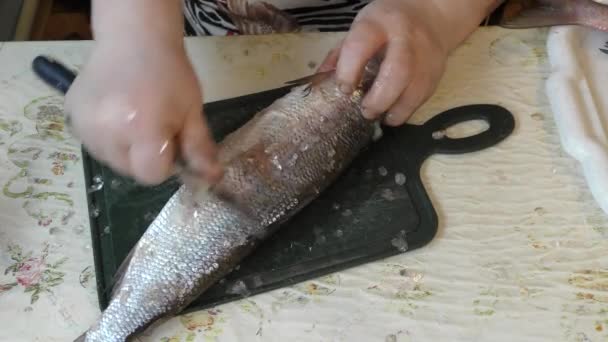Cocinero Limpia Pescado Crudo Con Cuchillo — Vídeo de stock