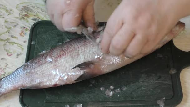 Повар Чистит Сырую Рыбу Ножом — стоковое видео