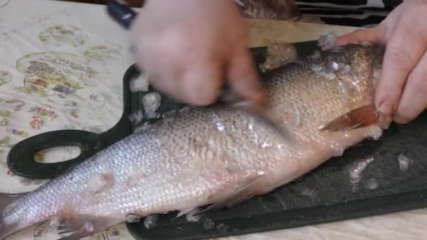 Cuisine Nettoie Poisson Cru Avec Couteau — Video