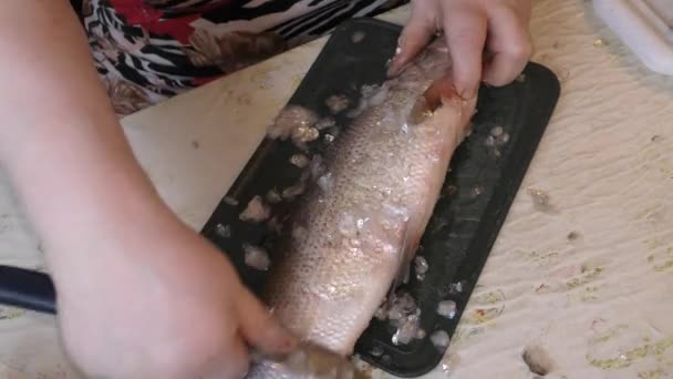 Cook Cleans Raw Fish Knife — Stock Video