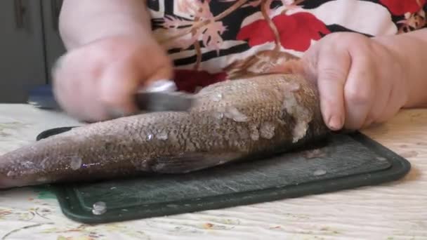 Cook Cleans Raw Fish Knife — Stock Video