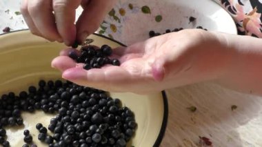 Yapraklarından yaban mersini çıkarır.