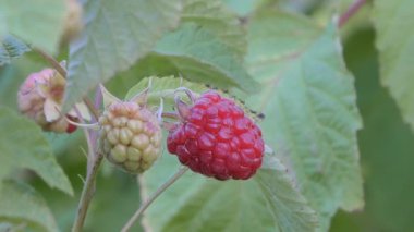 Olgun bir ahududu dalda asılı duruyor.