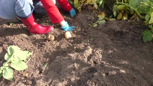 Una Donna Scava Patate Con Una Pala — Video Stock