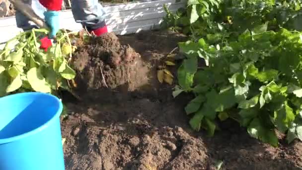 女性はシャベルでジャガイモを掘り — ストック動画