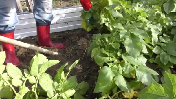 Woman Digs Potatoes Shovel — Stock Video