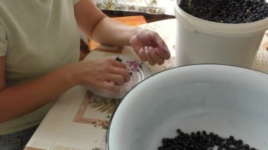 Bir kadın çöpten böğürtlen temizler