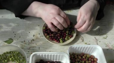 Bir kadın çöpten böğürtlen temizler