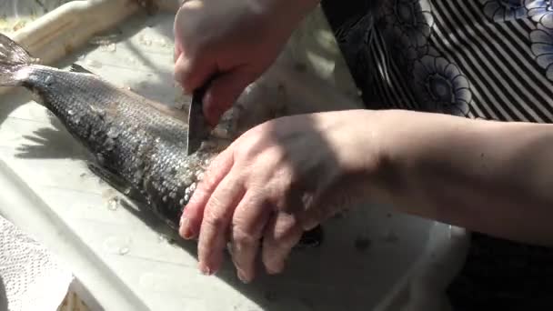 Eine Köchin Schneidet Rohen Fisch Mit Einem Messer Konzept Für — Stockvideo