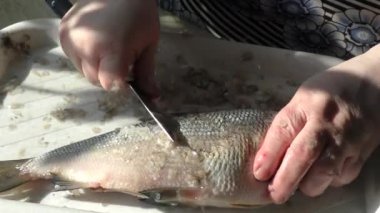 Bir kadın aşçı çiğ balığı bıçakla keser. Sağlıklı gıda konsepti 