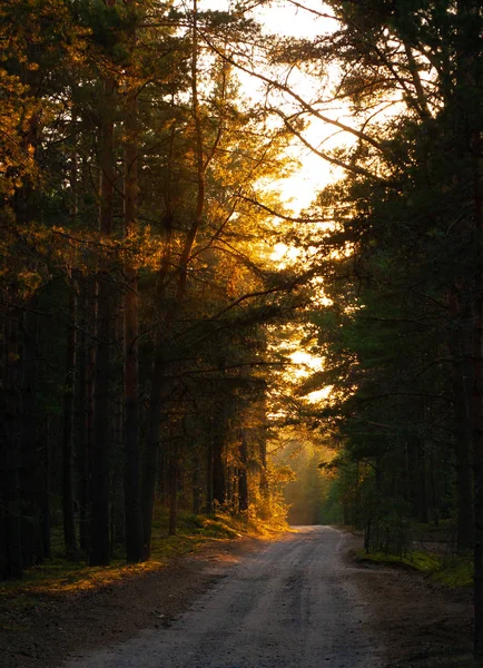 Pôr do sol na floresta com estrada coutry — Fotografia de Stock