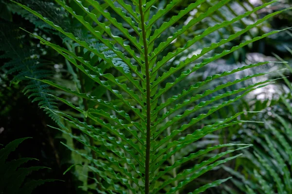 Fern, tropical succulent green leaves, exotic natural background with plants