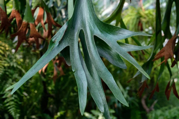 Paprocie staghorn lub Elkorn paproci, Paproć tropikalna Platycerium bifurcatum pozostawia zbliżenie — Zdjęcie stockowe