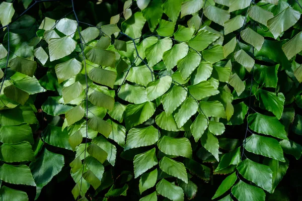 Dev Maidenhair veya Diamond Maidenhair Fern, Adiantum trapeziforme
