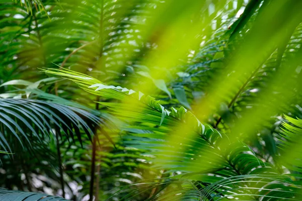 Bulanık ön planda Cycas revoluta yakın yukarı yemyeşil yaprakları