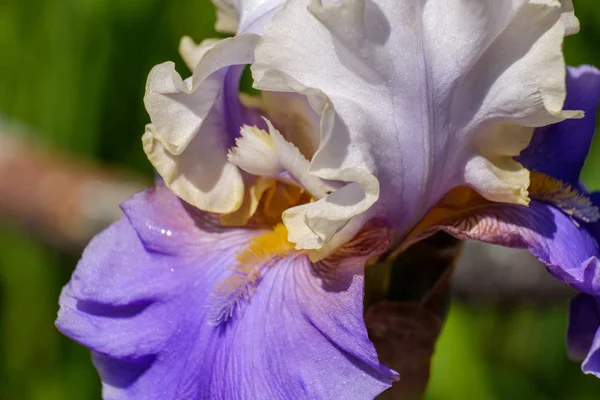 Крупный план белого лепестка цветка Бородатая радужка, сорт Уобаш — стоковое фото