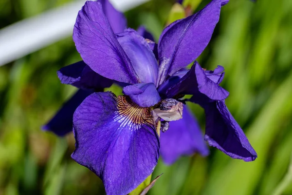 Крупный план одного фиолетового цветка Iris Sibirica — стоковое фото