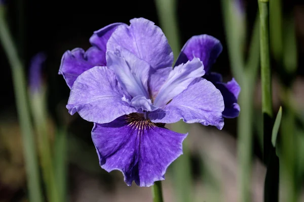 Крупный план одного фиолетового цветка Iris Sibirica — стоковое фото