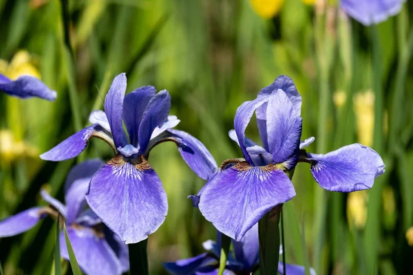 Yakın çekim iki mavi çiçekler Iris sibirica — Stok fotoğraf