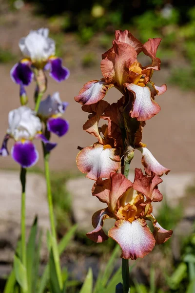 Közeli fel piros virág szirmok Bearded Iris, klasszikus megjelenés fajta kék Iris a háttérben — Stock Fotó