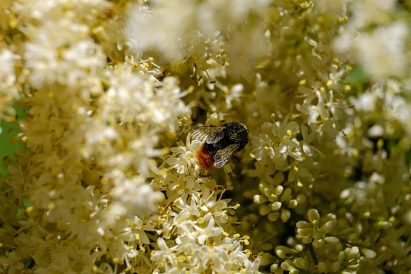 Abeja en polinatos de polen lila. Syringa amurensis. Fondo con profundidad de campo estrecha —  Fotos de Stock