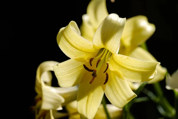 Крупный план на желтый цветок Lilium Kesselringianum — стоковое фото