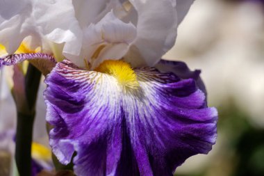 Bir çiçek yaprağı ve kekenleri yakın çekim. Sakallı iris, Wabash sınıfı