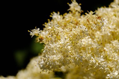 Bir Lila şube closeup. Bulanık koyu yeşil arka plan ile Syringa ayurensis.
